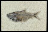 Fossil Fish (Diplomystus) - Green River Formation #129604-1